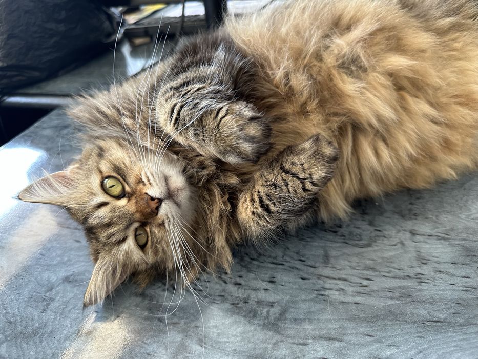 Ищем дом для кошечки