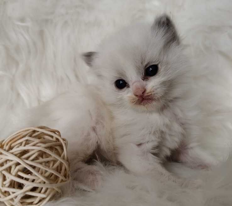 Ragdoll  kocurek z rodowodem WCF