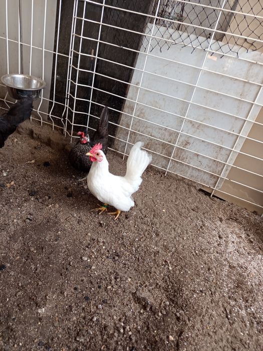 Mini Coquiche, garnisé casal  para ceder