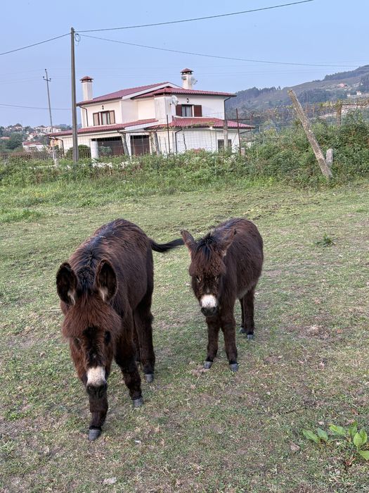 Para venda burrinhos