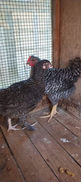 Vendo casal Melines ( frangos)