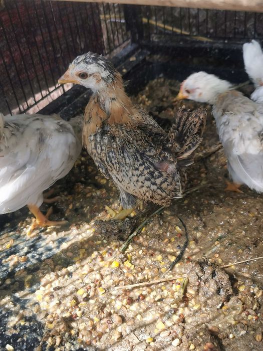 Seramas, as mais pequenas do mundo