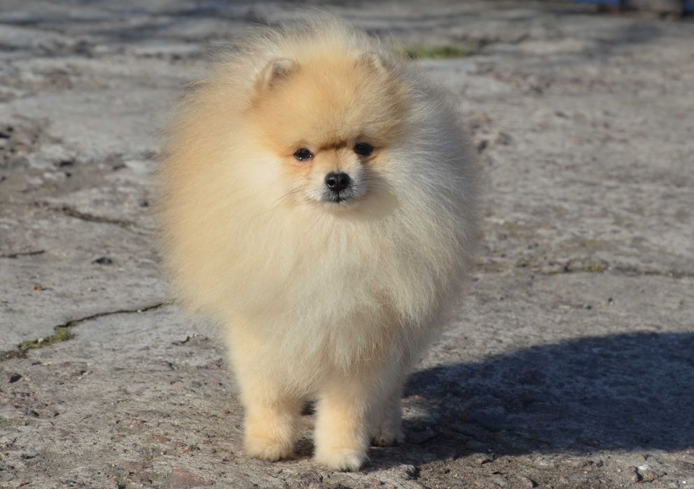 Подрощенный мальчик шпиц 1.5 года.