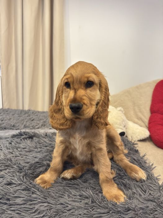 NUGAT szczenię Cocker Spaniel Angielski REZERWACJA
