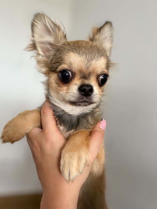 Pies chihuahua hodowla DALILLA LINE