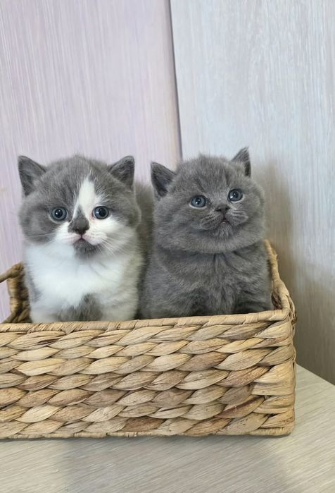 Нежное чудо с добрыми глазками