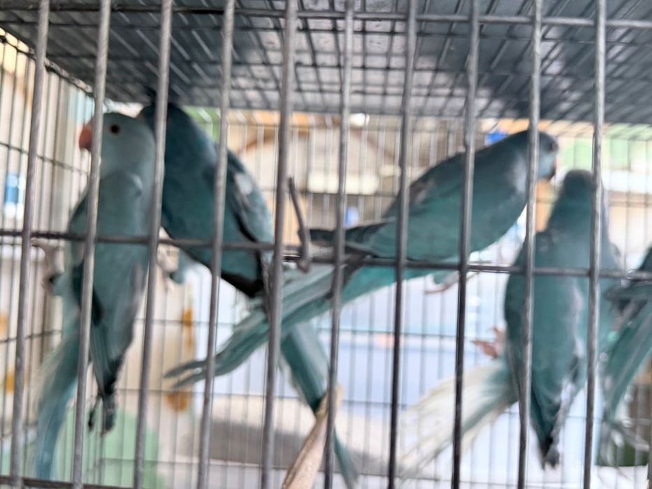 Vendo casais de aves