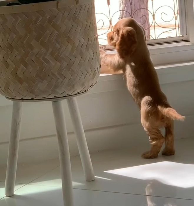 Спаніелі цуценята