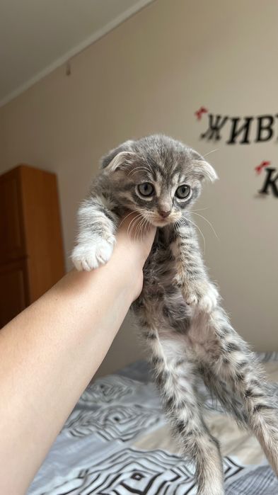 Продаю кошеняток