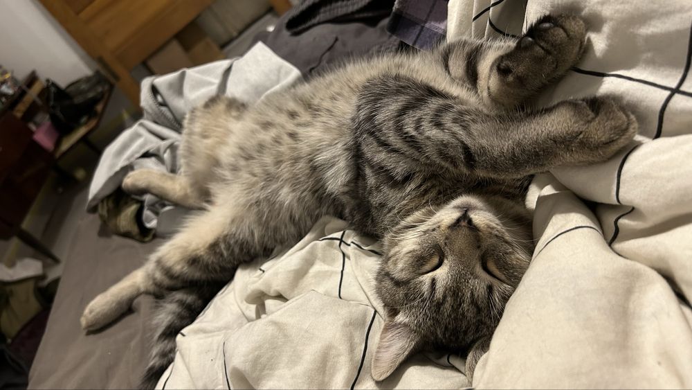 Кіт в добрі руки