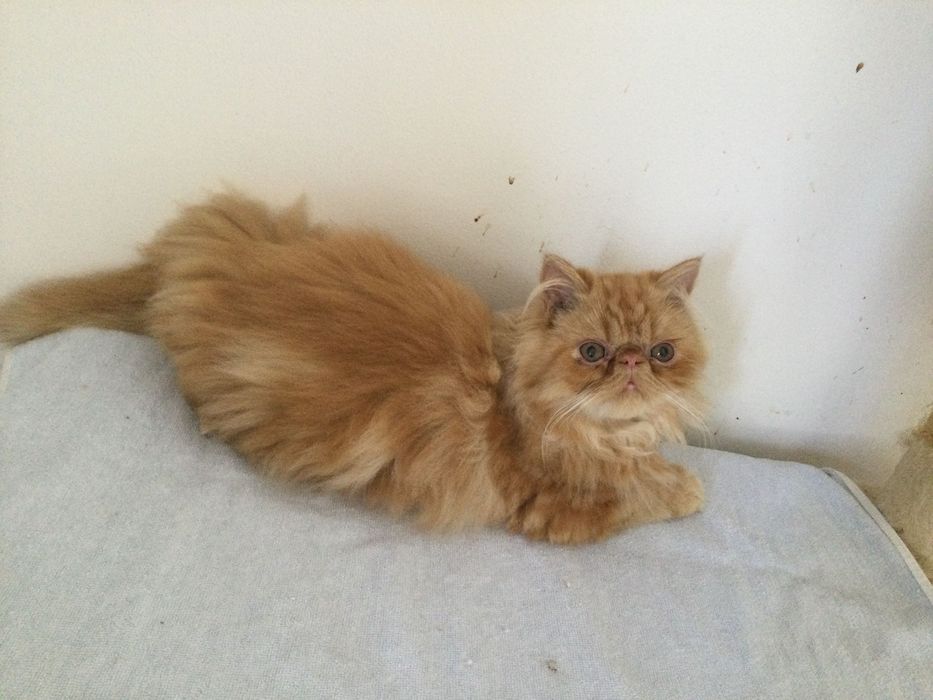 Gatina persa puro muito Linda