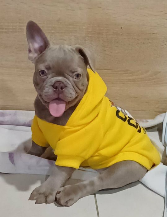 Продам дівчинку французського бульдога