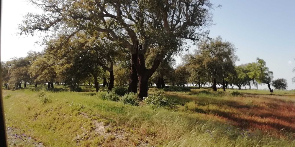 Terreno em Poceirão
