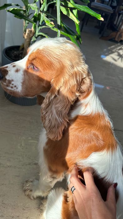 Кокер спаніель. Вʼязка