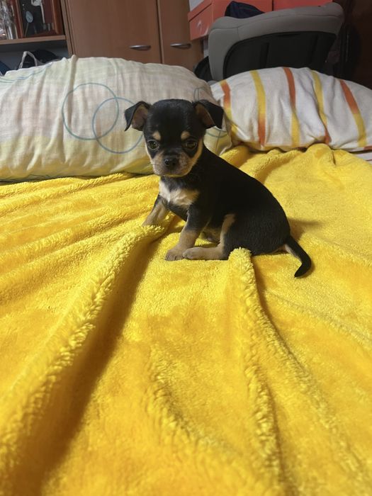 Chihuahua macho muito pequeno