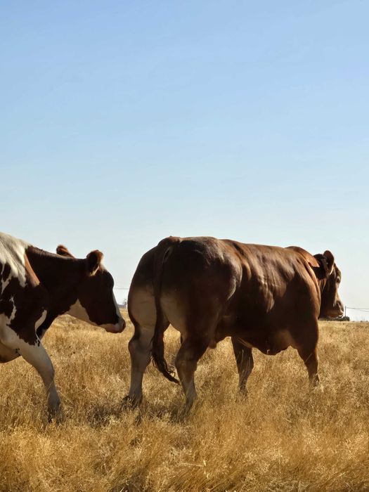 Touro limousine ouro