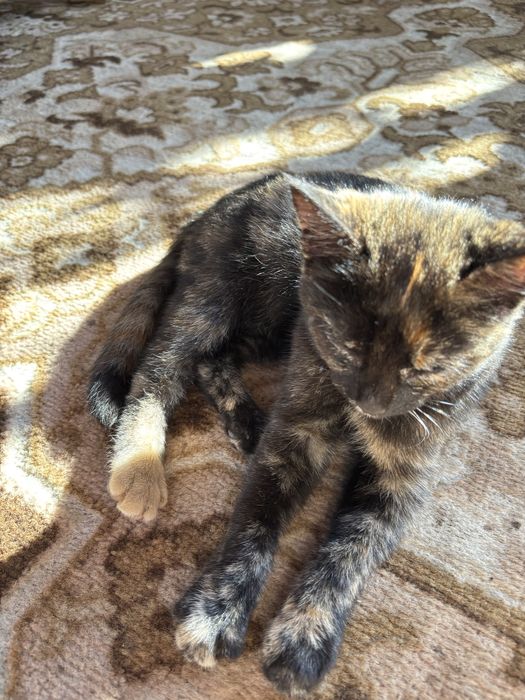 Котенятка віддаємо