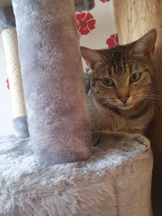 Kotka do adopcji