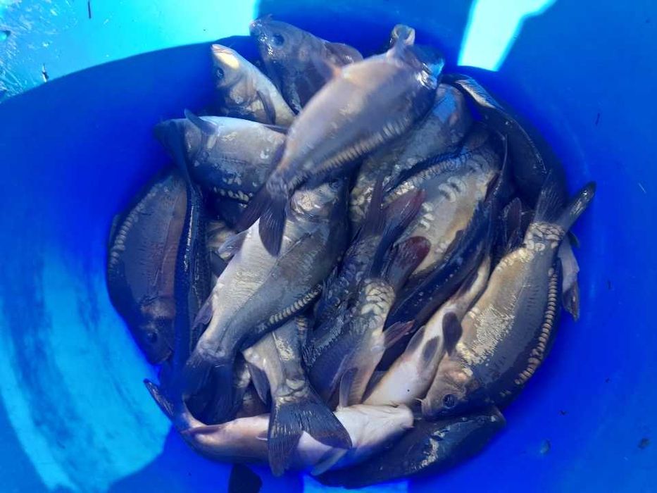 Karp kroczek, karp handlówka, karp tarlak 8kg+