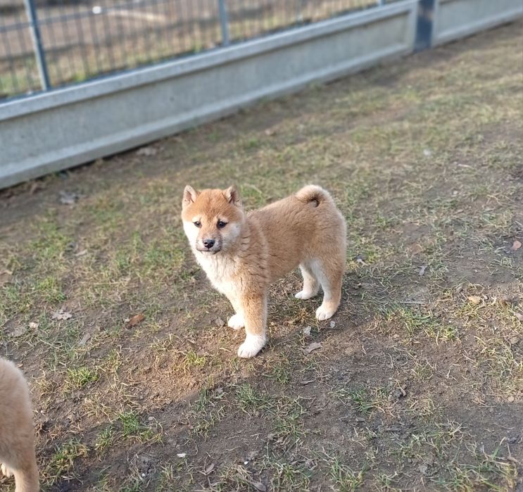 Shiba inu-dziewczynka