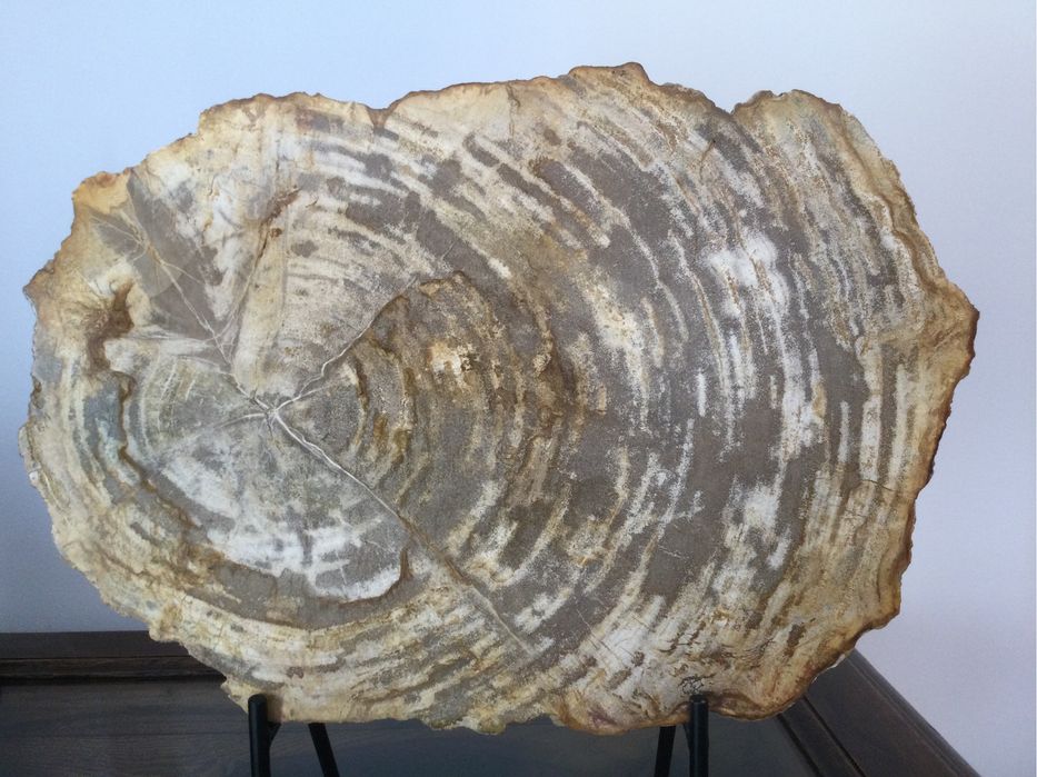 Grande Fóssil - Madeira Petrificada - 23 milhões de Anos