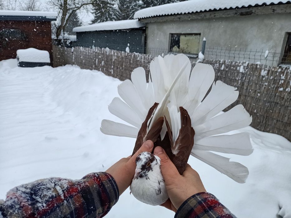 Gołębie mikolajewskie