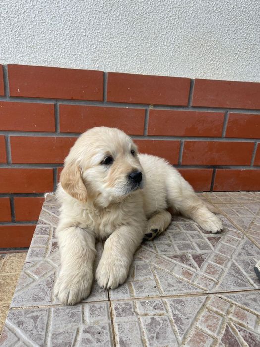Golden Retriever qualidade!!