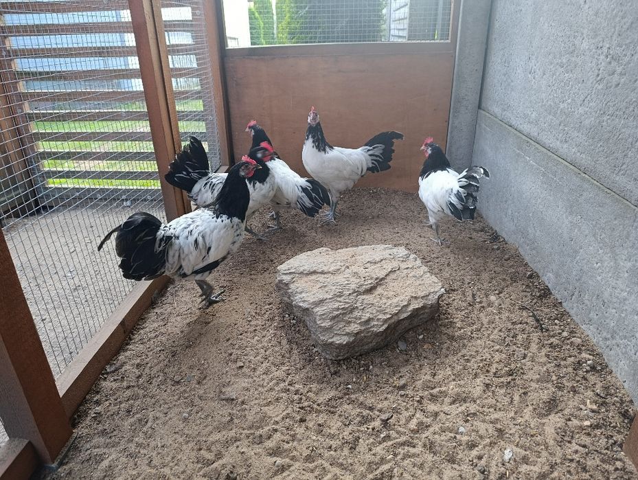Koguty lakenfelder ozdobne, vorwerk, fryzyjskie, hamburskie, wyandotta