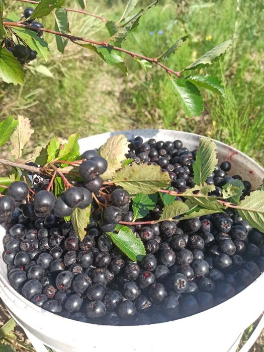 Aronia. Wysyłka. Cała Polska. Szybko. Kurier lub paczkomat.