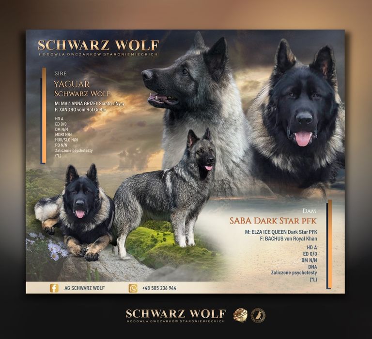 Owczarek staroniemiecki dziewczynka wilczasta