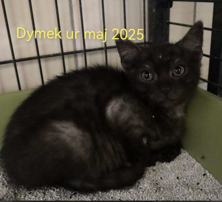 Kociaki z tęsknotą czekają na domy