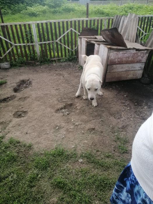 Відам у добрі руки,