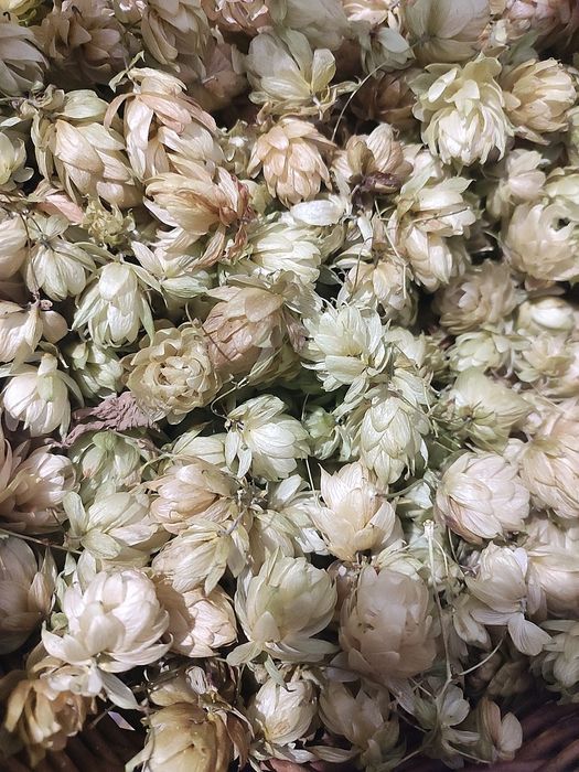 Хмель шишки тыква орехи