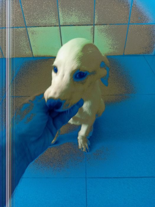 3 Cachorros para adoção responsavel...urgente
