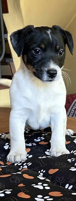 Sunia Jack Russell Gotowa na odbior