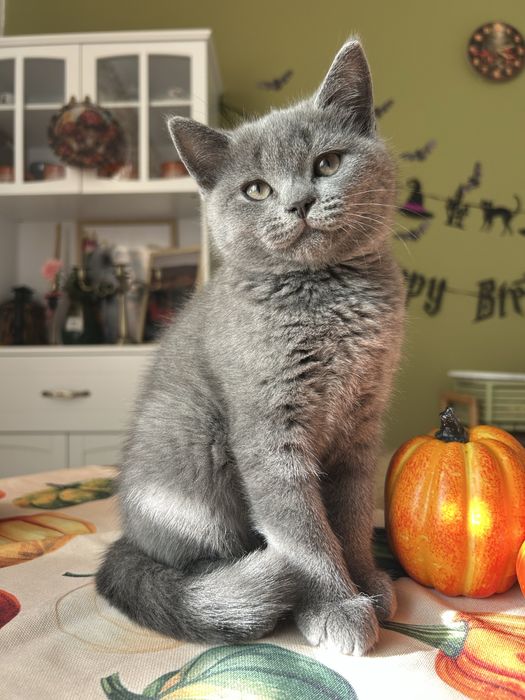 Британські кошенята