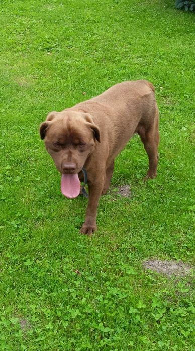 Терміново. Коричневий лабрадор ретривер, хлопчик