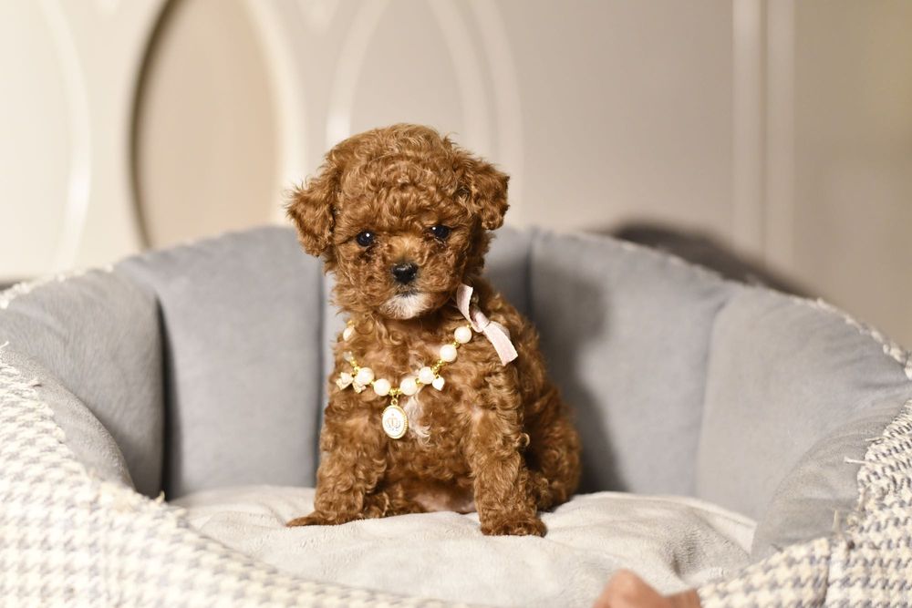 Pudel Teacup wyjątkowa dziewczynka RED BROWN CHINESE LINE XXS