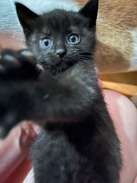 Koty do adopcji ..