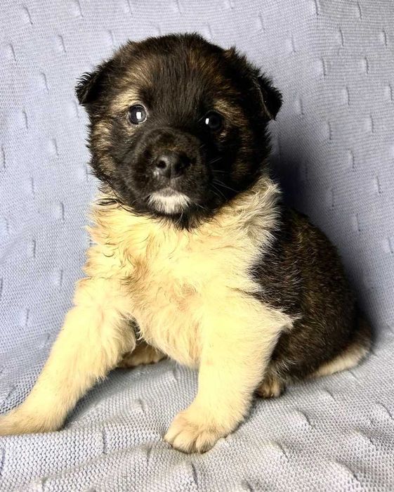 Тайсон - Самый Лучший Пес