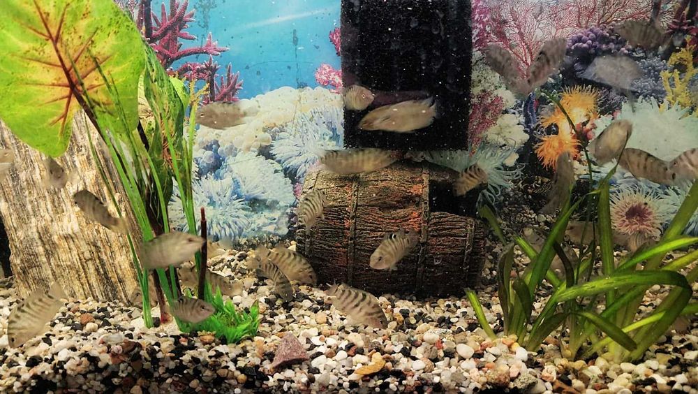 Pielęgnice Zebry - sprzedam