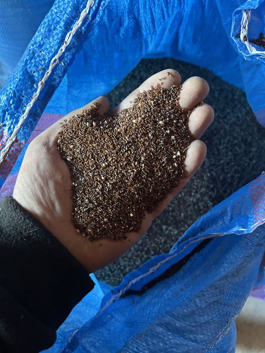 Babka Lancetowata / Nasiona ekologiczne