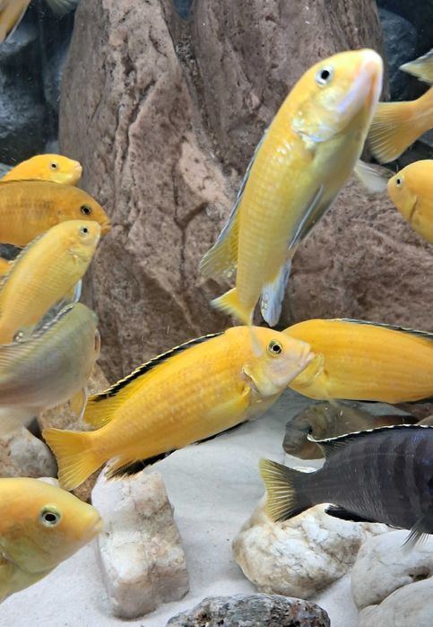 pyszczaki sprzedaż/zamiana