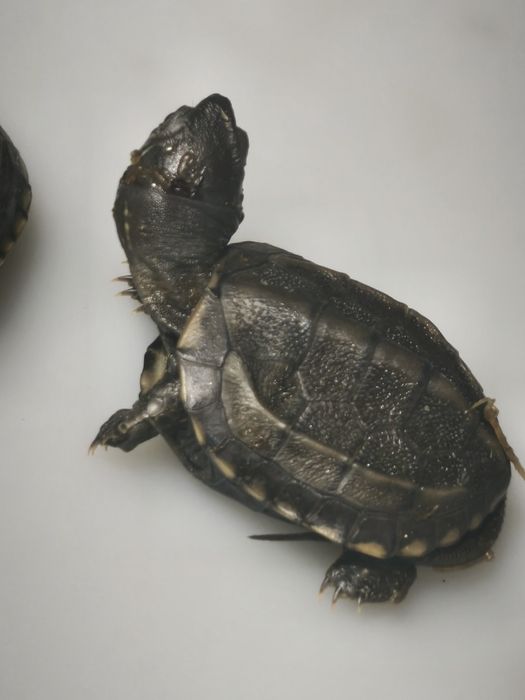 Żółw chiński (Mauremys reevesii) – łagodny, zdrowy, z dokumentami