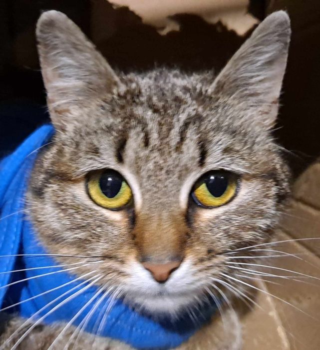 Aniołeczek  kastratka 1 roczna