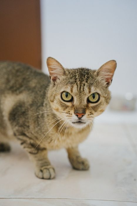 Sirius para adoção responsável