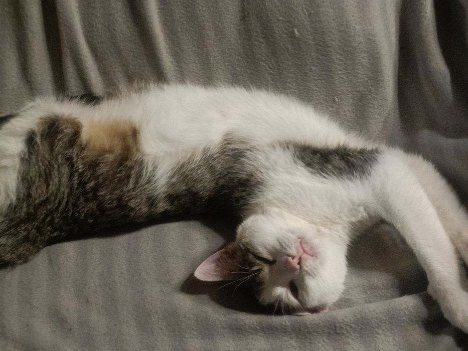 Puszysław do adopcji