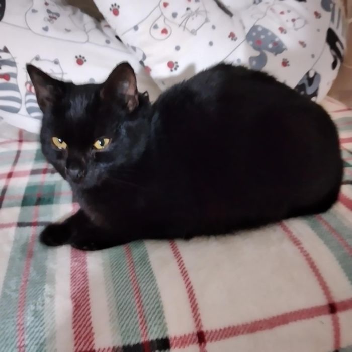 ZA DARMO Oddam kotka czarnego