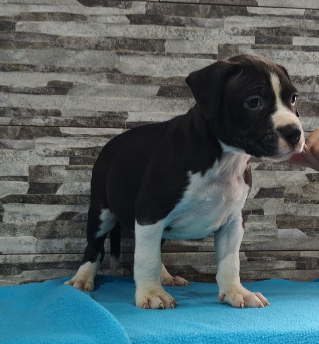 American Staffordshire Terrier Macho