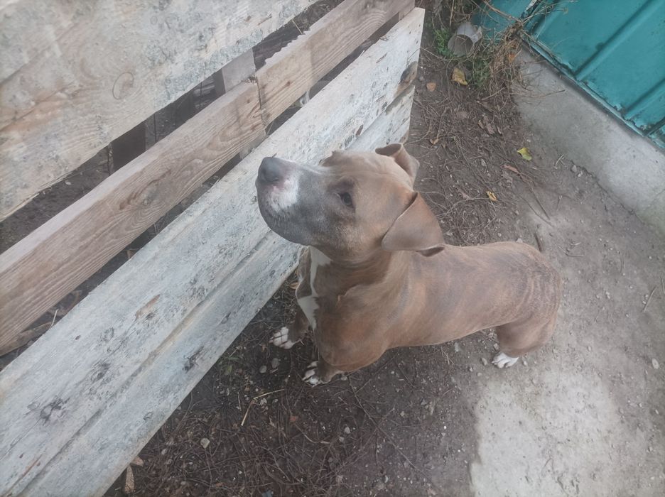 Питбуль в хорошие руки